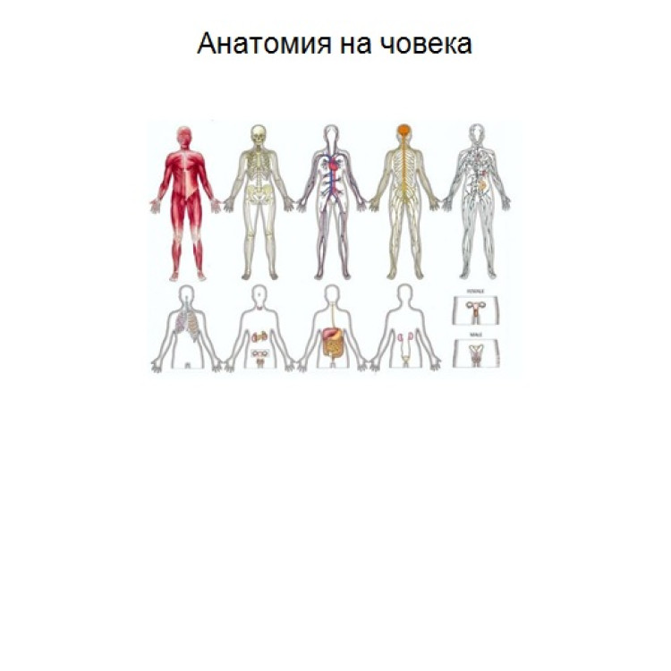 Анатомия на човека учебник