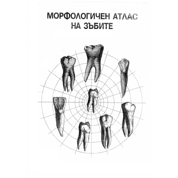 Морфологичен атлас на зъбите