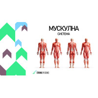 Мускулна система